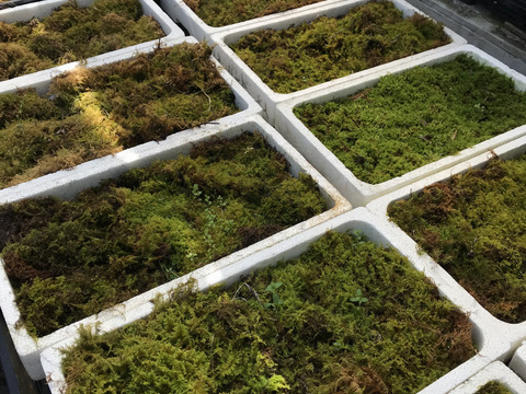 〜優しい空間を〜　苔玉　月橘（げっきつ）