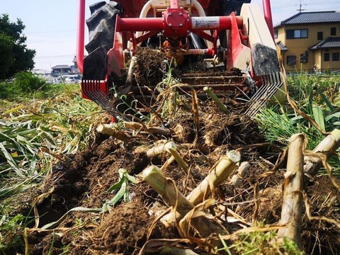 バラ（大小込み）！ガツンとくるにんにく1.2kg 300g✖️4ネット