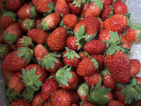 【大好評に付きセール価格延長】MIXいちご "紅ほっぺ" 1kg 『バラ詰め』"販売中"