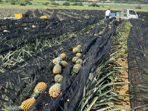 【石垣島直送】手でポコットちぎっても食べらる。濃厚ポコットパイン 3kg（3〜4玉）