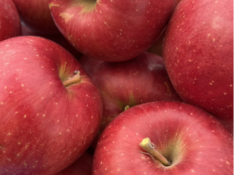 【短期間販売】甘さたっぷり！シナノスイート　3kg