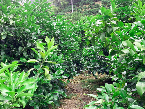 ワックス/防腐剤不使用　ジューシー香り抜群！広島蒲刈産グリーンレモン６KG 訳あり品ジュース用（Sサイズ以上：約50個）