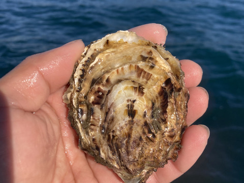 甘みと濃厚さ抜群の極上牡蠣！【OMAKI】50個入り