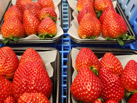 爽やかな酸味とパンチのある味【あすかルビー】約150ｇ2パック【2025年12月発送先行予約】