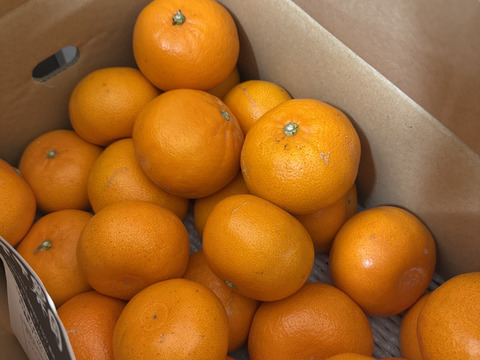 農園自慢のせとか『家庭用10キロ（5キロ×2箱）』