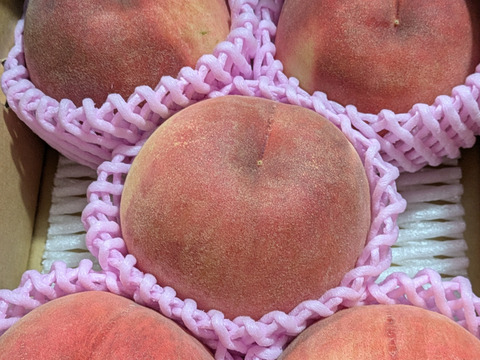 🍑桃の王様 川中島白桃 1.5kg 5玉前後 8月下旬 採れたて農家直送【朝