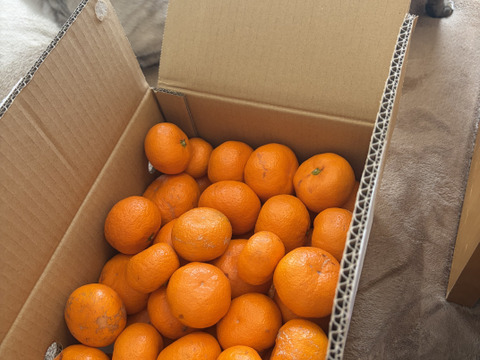 【超数量限定】丹生系晩生 有田みかん 5キロ箱 和歌山県 有田 みかん 2S~3Lサイズ　家庭用キズあり