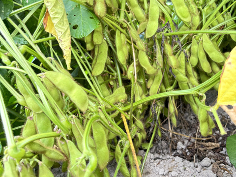 ほっくりコク旨丹波篠山黒枝豆を日時指定便でお届けします♪