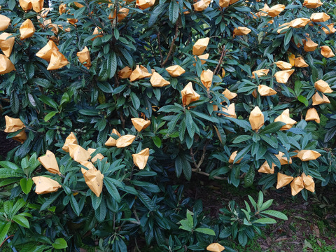 長崎県産　露地びわM玉×16入り