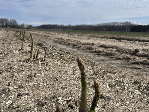 【訳あり極細】グリーンアスパラガス１ｋｇ　北海道幕別町産露地（Ｓ～ＳＳサイズ）