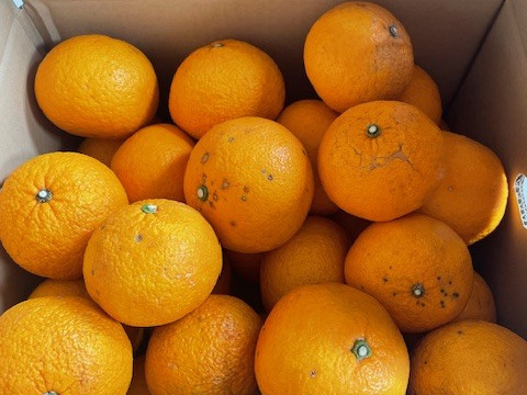 【残りわずか】農薬不使用甘夏・訳ありお得箱10kg♪