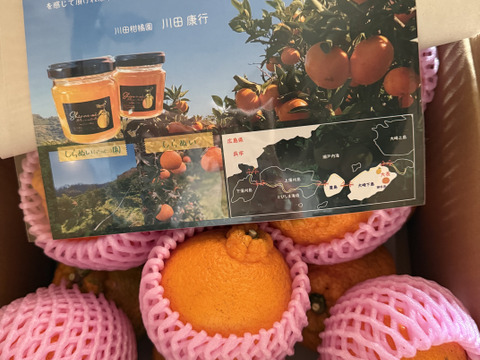 広島県大長産ご家庭用しらぬい　5kg