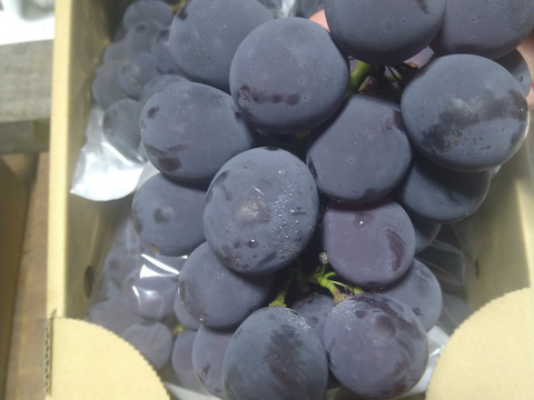 山形高畠産『ピオーネ家庭用1.5キロ以上』３房〜4房