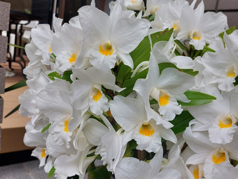 【母の日ギフト】今季初登場!!愛知県育成品種“フォーミディブル愛燦々”6本立