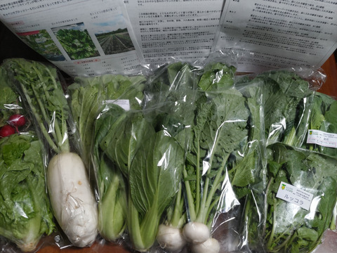 【少量サイズ♪】信州冬野菜セット10品目 お試しにも！