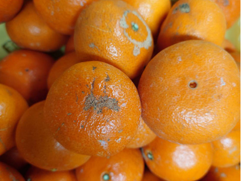 お買い得訳あり優しい甘さ『みはや』10キロ入り