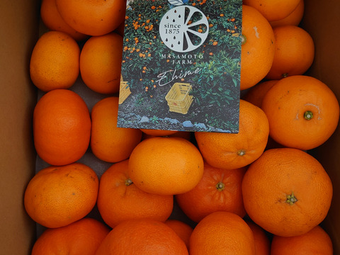 訳あり せとか＆甘平5kgセット