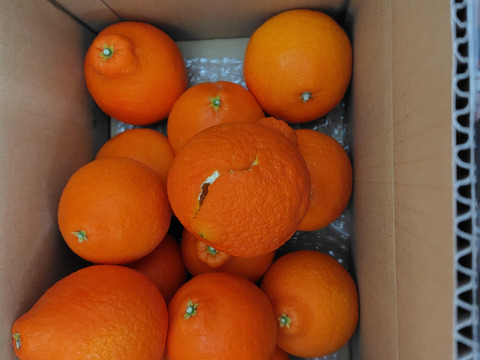 （訳あり）シュガーファームのサイズミックス まどんな3kg【冬ギフト】