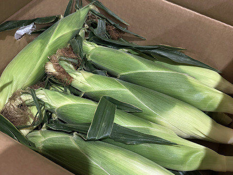 【感謝価格】おおもの5kg　糖度20度前後にもなる激甘スーパースイートコーン！！