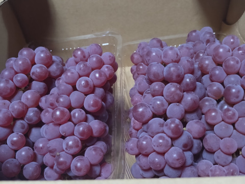 夏のおやつに！家庭用デラウェアパック詰め