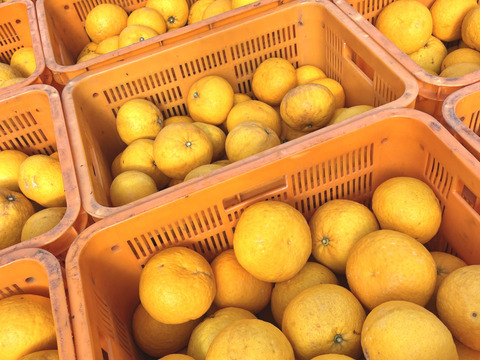 【7キロ】サンフル(甘夏) ご家庭用