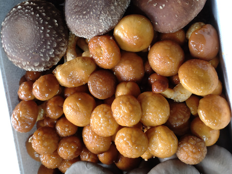 もうすぐ終了!!大特価❗️
不揃い採れたてなめこ1キロです！冷凍保存で大活躍