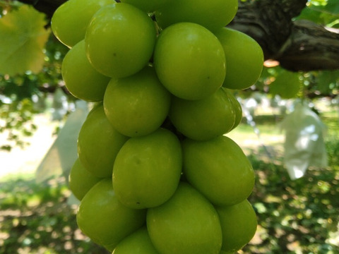 甘みと酸味のバランスが良い「ナガノパープル」4～5房約2ｋｇ