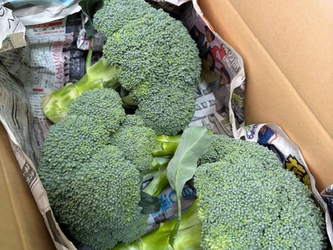 【訳あり】京都府産　甘～くて美味しい♪山城のブロッコリー3株