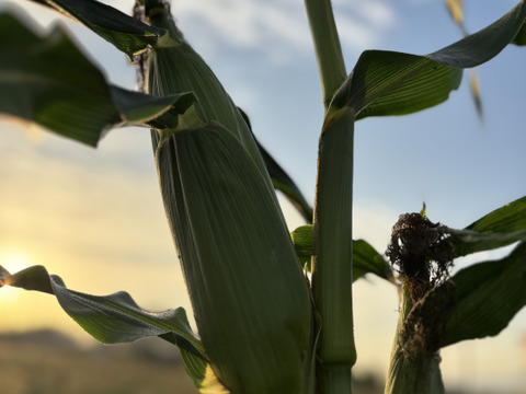 朝採り、当日発送！🌞甘みたっぷりスイートコーン！🌽12本入り【令和7年6月発送・予約限定】