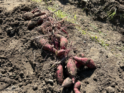 【訳あり】紅はるか 5kg ※梱包込