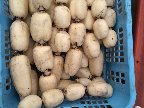 常温便【有機肥料で育てました】　秋冬れんこん　2キロ　蓮根