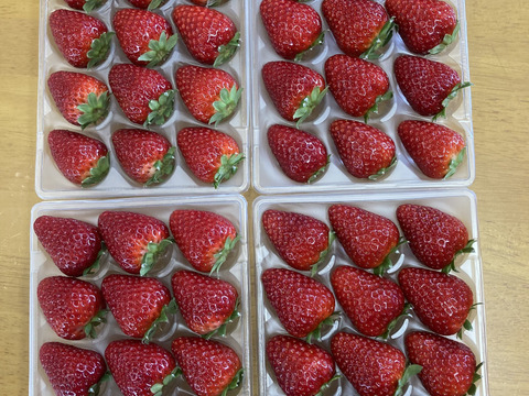 濃厚な甘み　古都華　二箱セット　4パック　奈良県　西吉野　橋本農園　いちご