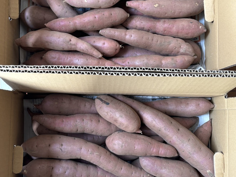 【訳アリ！5kg弱×2箱】ねっとり濃厚、密たっぷり熟成さつまいも🍠「べにはるか」（2S/S/Mサイズ混合お任せセット）