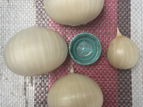 農薬化学肥料不使用 🧄】ジャンボニンニク1キロ：和歌山県産のその他