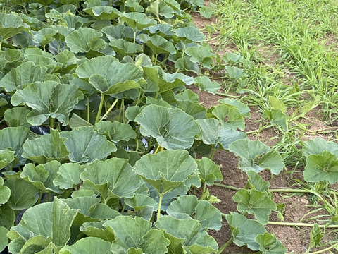 カボチャの新芽　500g　知らなきゃ損！農家の秘密食材、季節限定　　腐植栽培　栽培期間中農薬・化学肥料・除草剤不使用