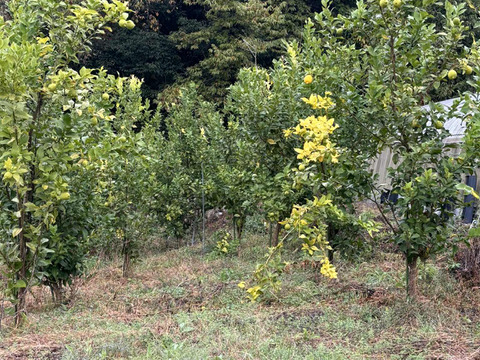 自然栽培グリーンレモン（ビラフランカ）【限定出荷】