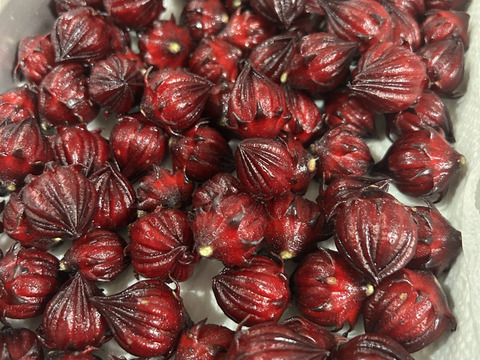 豆乳で育ったローゼル　1袋500g　2袋まで同梱可能