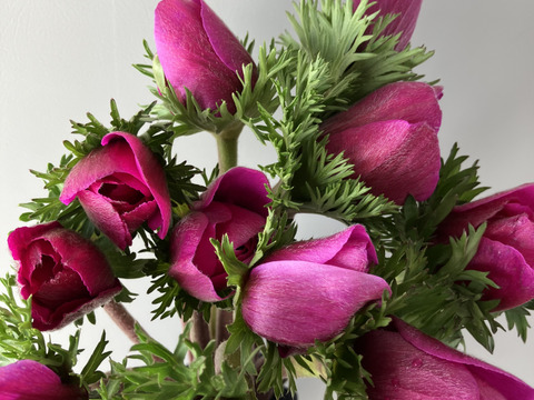 【アネモネ】ピンクなど暖色系&白　　💐12本2束セット💐