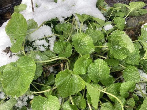 清流雪中　芽吹き葉わさび