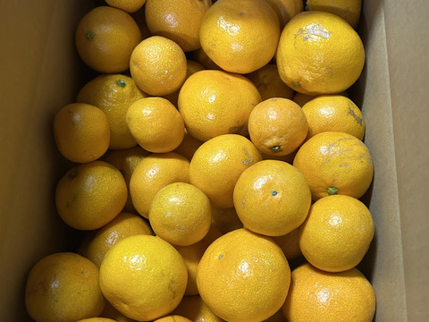 【ご家庭用】冬の定番、大人気！有田みかん3キロ