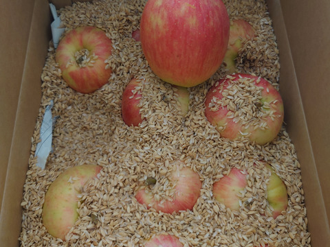 生産農家直送 りんご シナノドルチェ 訳あり家庭用 3kg 長野県産 信州りんご発祥の地 長沼りんご 産地直送 除草剤不使用 人にやさしく環境にもやさしい農産物