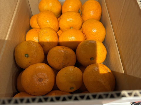 【絶品　濃厚　糖度15度以上】　プレミアム田口みかん3kg