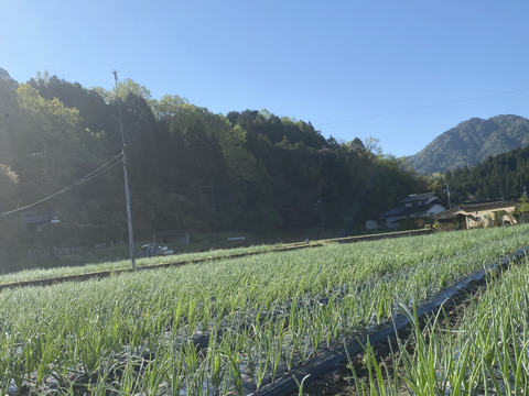 2kg農薬不使用のトロトロ葉玉ねぎ🧅ご飯が進む！お酒が進む！簡単に美味しいができる！新鮮土付き！