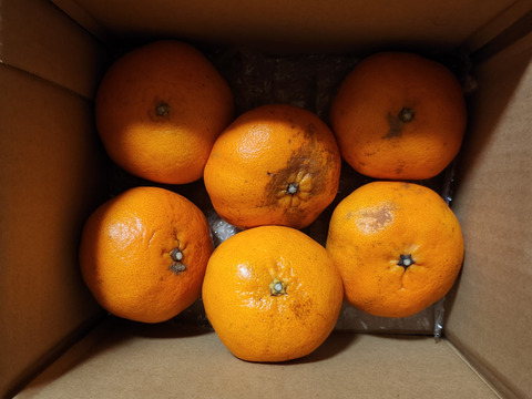 箱込約2㌔　甘平　愛媛県鉄板アイテム