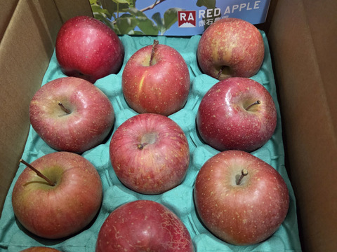 【小玉】葉とらずサンふじ 当園の１番人気りんご！ 家庭用 2.3kg (8〜14個)