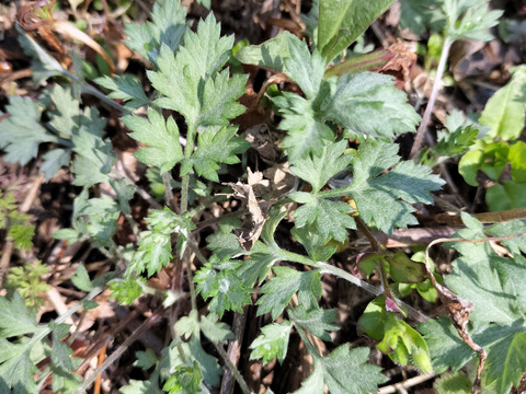 食べて美味しい野草５種のセット　野菜セット