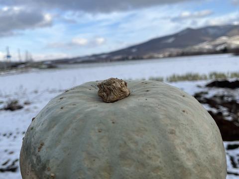 【テスト販売】カボチャとさつまいもセット