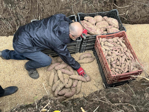 【サツマイモ】★紅はるか Mサイズ★1kg★農薬、化学肥料不使用★自然な甘み！