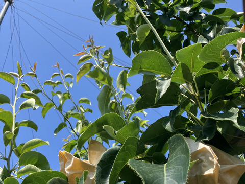 【みどり認定農家】鳥取県産『二十世紀梨』3キロ(8玉入り)