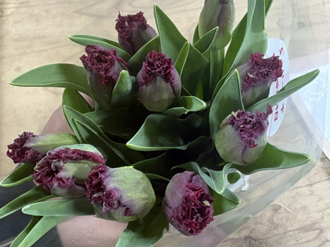 【期間限定】日持ち処理済！新潟の『チューリップ』切花（赤/白に桃）各10本